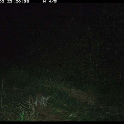 Oryctolagus cuniculus (European Rabbit) at Comboyne, NSW - 2 Nov 2024 by JoelStibbardBCT