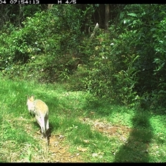 Notamacropus rufogriseus (Red-necked Wallaby) at Comboyne, NSW - 4 Nov 2024 by JoelStibbardBCT