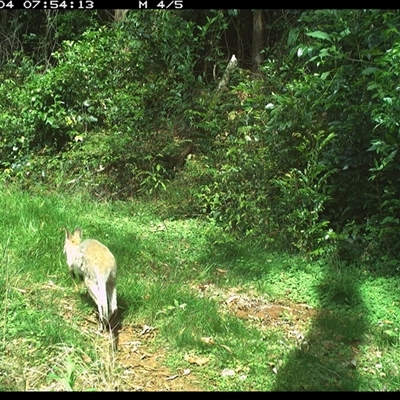 Notamacropus rufogriseus (Red-necked Wallaby) at Comboyne, NSW - 4 Nov 2024 by JoelStibbardBCT