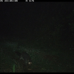 Trichosurus caninus (Mountain Brushtail Possum) at Comboyne, NSW - 5 Nov 2024 by JoelStibbardBCT