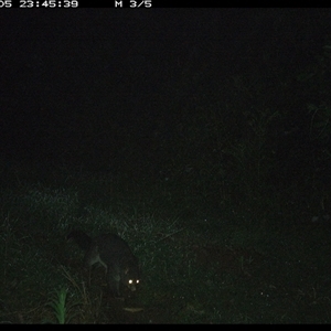 Trichosurus caninus (Mountain Brushtail Possum) at Comboyne, NSW - 5 Nov 2024 by JoelStibbardBCT