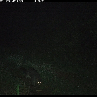 Trichosurus caninus (Mountain Brushtail Possum) at Comboyne, NSW - 5 Nov 2024 by JoelStibbardBCT