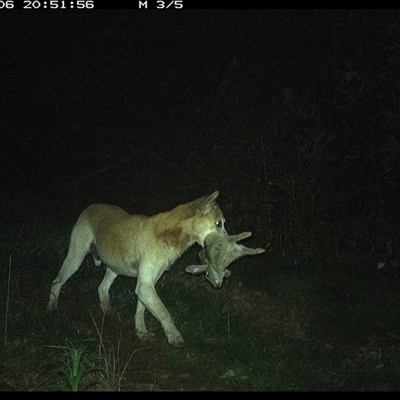 Canis lupus (Dingo / Wild Dog) at Comboyne, NSW - 6 Nov 2024 by JoelStibbardBCT