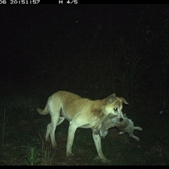 Canis lupus at Comboyne, NSW - 6 Nov 2024 08:51 PM