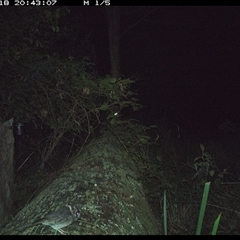 Aegotheles cristatus (Australian Owlet-nightjar) at Pipeclay, NSW - 18 Oct 2024 by MVM