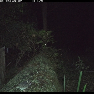 Aegotheles cristatus (Australian Owlet-nightjar) at Pipeclay, NSW - 18 Oct 2024 by MVM