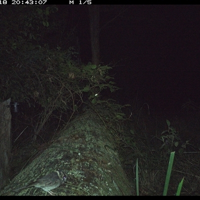 Aegotheles cristatus (Australian Owlet-nightjar) at Pipeclay, NSW - 18 Oct 2024 by MVM