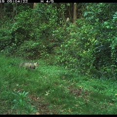 Felis catus (Feral Cat) at Comboyne, NSW - 19 Nov 2024 by JoelStibbardBCT