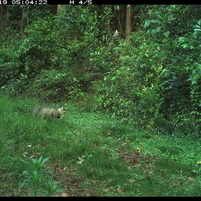 Felis catus (Feral Cat) at Comboyne, NSW - 19 Nov 2024 by JoelStibbardBCT