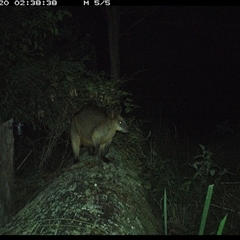 Wallabia bicolor (Swamp Wallaby) at Pipeclay, NSW - 20 Oct 2024 by MVM