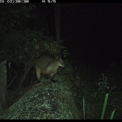 Wallabia bicolor (Swamp Wallaby) at Pipeclay, NSW - 20 Oct 2024 by MVM