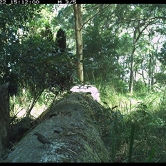 Cormobates leucophaea (White-throated Treecreeper) at Pipeclay, NSW - 22 Oct 2024 by MVM