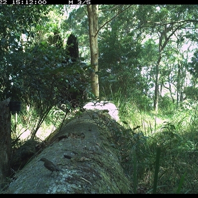 Cormobates leucophaea (White-throated Treecreeper) at Pipeclay, NSW - 22 Oct 2024 by MVM