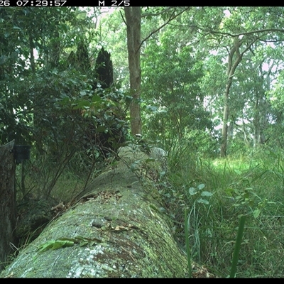 Dacelo novaeguineae (Laughing Kookaburra) at Pipeclay, NSW - 26 Oct 2024 by MVM