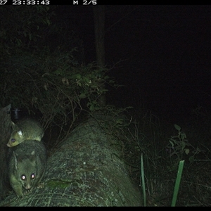 Trichosurus vulpecula (Common Brushtail Possum) at Pipeclay, NSW - 27 Oct 2024 by MVM