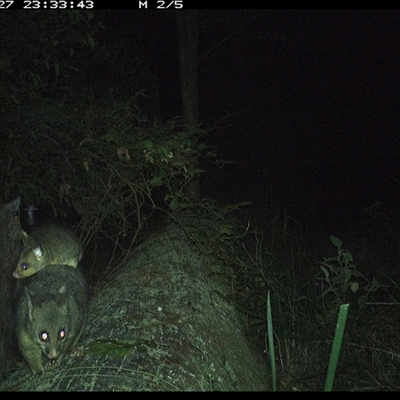 Trichosurus vulpecula (Common Brushtail Possum) at Pipeclay, NSW - 27 Oct 2024 by MVM