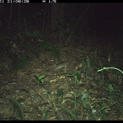 Rattus fuscipes (Bush Rat) at Comboyne, NSW - 21 Dec 2024 by JoelStibbardBCT