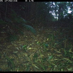 Neosericornis citreogularis at Comboyne, NSW - 25 Dec 2024 05:52 PM