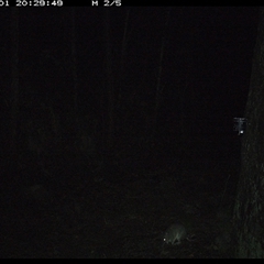 Perameles nasuta (Long-nosed Bandicoot) at Pipeclay, NSW - 1 Dec 2024 by MVM