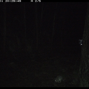 Perameles nasuta (Long-nosed Bandicoot) at Pipeclay, NSW - 1 Dec 2024 by MVM