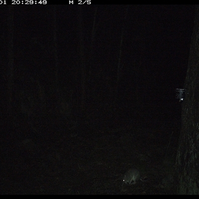 Perameles nasuta (Long-nosed Bandicoot) at Pipeclay, NSW - 1 Dec 2024 by MVM