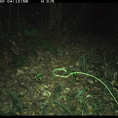 Isoodon macrourus (Northern Brown Bandicoot) at Comboyne, NSW - 30 Dec 2024 by JoelStibbardBCT
