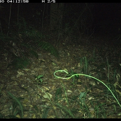 Isoodon macrourus (Northern Brown Bandicoot) at Comboyne, NSW - 30 Dec 2024 by JoelStibbardBCT