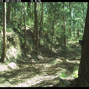 Eopsaltria australis at Pipeclay, NSW - 2 Dec 2024 08:02 AM