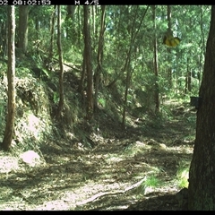 Eopsaltria australis at Pipeclay, NSW - 2 Dec 2024 08:02 AM