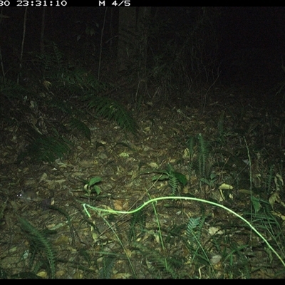 Antechinus flavipes (Yellow-footed Antechinus) at Comboyne, NSW - 30 Dec 2024 by JoelStibbardBCT