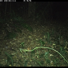 Antechinus flavipes at Comboyne, NSW - 30 Dec 2024 11:31 PM