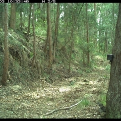 Colluricincla harmonica (Grey Shrikethrush) at Pipeclay, NSW - 3 Dec 2024 by MVM