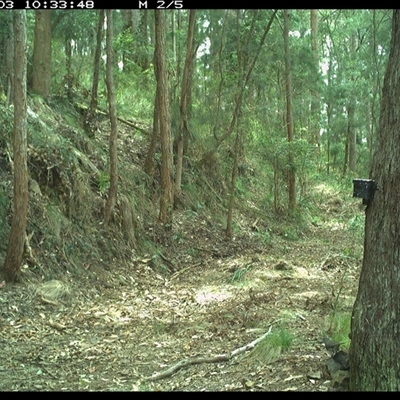 Colluricincla harmonica (Grey Shrikethrush) at Pipeclay, NSW - 3 Dec 2024 by MVM