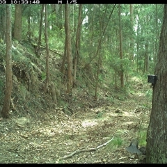 Colluricincla harmonica at Pipeclay, NSW - 3 Dec 2024 10:33 AM