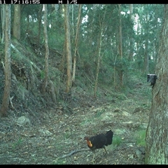 Alectura lathami (Australian Brush-turkey) at Pipeclay, NSW - 11 Dec 2024 by MVM