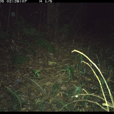 Antechinus sp. (genus) (Unidentified Antechinus) at Comboyne, NSW - 5 Jan 2025 by JoelStibbardBCT