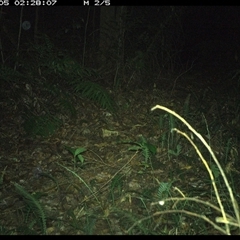Antechinus sp. (genus) at Comboyne, NSW - 5 Jan 2025 02:28 AM