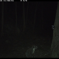 Phascolarctos cinereus at Pipeclay, NSW - 16 Dec 2024 01:56 AM