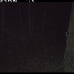 Trichosurus caninus (Mountain Brushtail Possum) at Pipeclay, NSW - 19 Dec 2024 by MVM