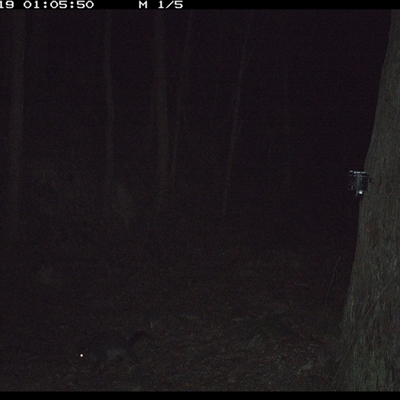 Trichosurus caninus (Mountain Brushtail Possum) at Pipeclay, NSW - 19 Dec 2024 by MVM