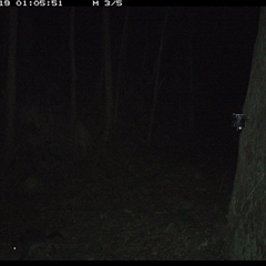 Trichosurus caninus at Pipeclay, NSW - 19 Dec 2024 01:05 AM