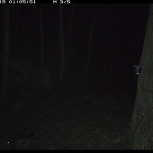 Trichosurus caninus at Pipeclay, NSW - 19 Dec 2024 01:05 AM