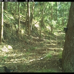 Strepera graculina (Pied Currawong) at Pipeclay, NSW - 27 Dec 2024 by MVM