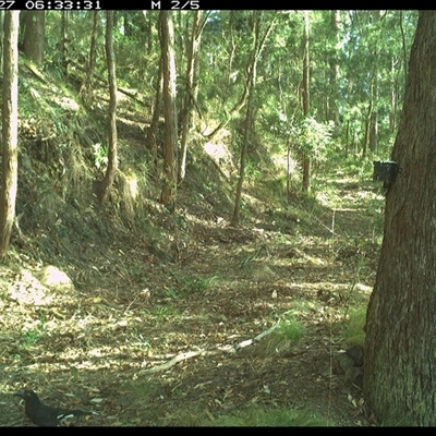 Strepera graculina (Pied Currawong) at Pipeclay, NSW - 27 Dec 2024 by MVM
