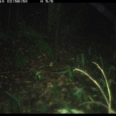 Rattus (genus) (A native or introduced Rattus species) at Comboyne, NSW - 10 Jan 2025 by JoelStibbardBCT