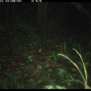 Rattus (genus) at Comboyne, NSW - 10 Jan 2025 02:58 AM