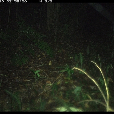 Rattus (genus) (A native or introduced Rattus species) at Comboyne, NSW - 10 Jan 2025 by JoelStibbardBCT