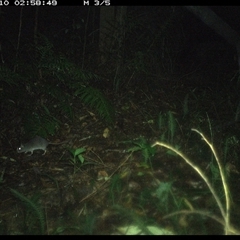 Rattus (genus) at Comboyne, NSW - 10 Jan 2025 02:58 AM