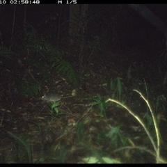 Rattus (genus) at Comboyne, NSW - 10 Jan 2025 02:58 AM