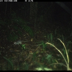 Rattus (genus) at Comboyne, NSW - 10 Jan 2025 02:58 AM